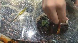 Как создать свой первый флорариум с водоёмом