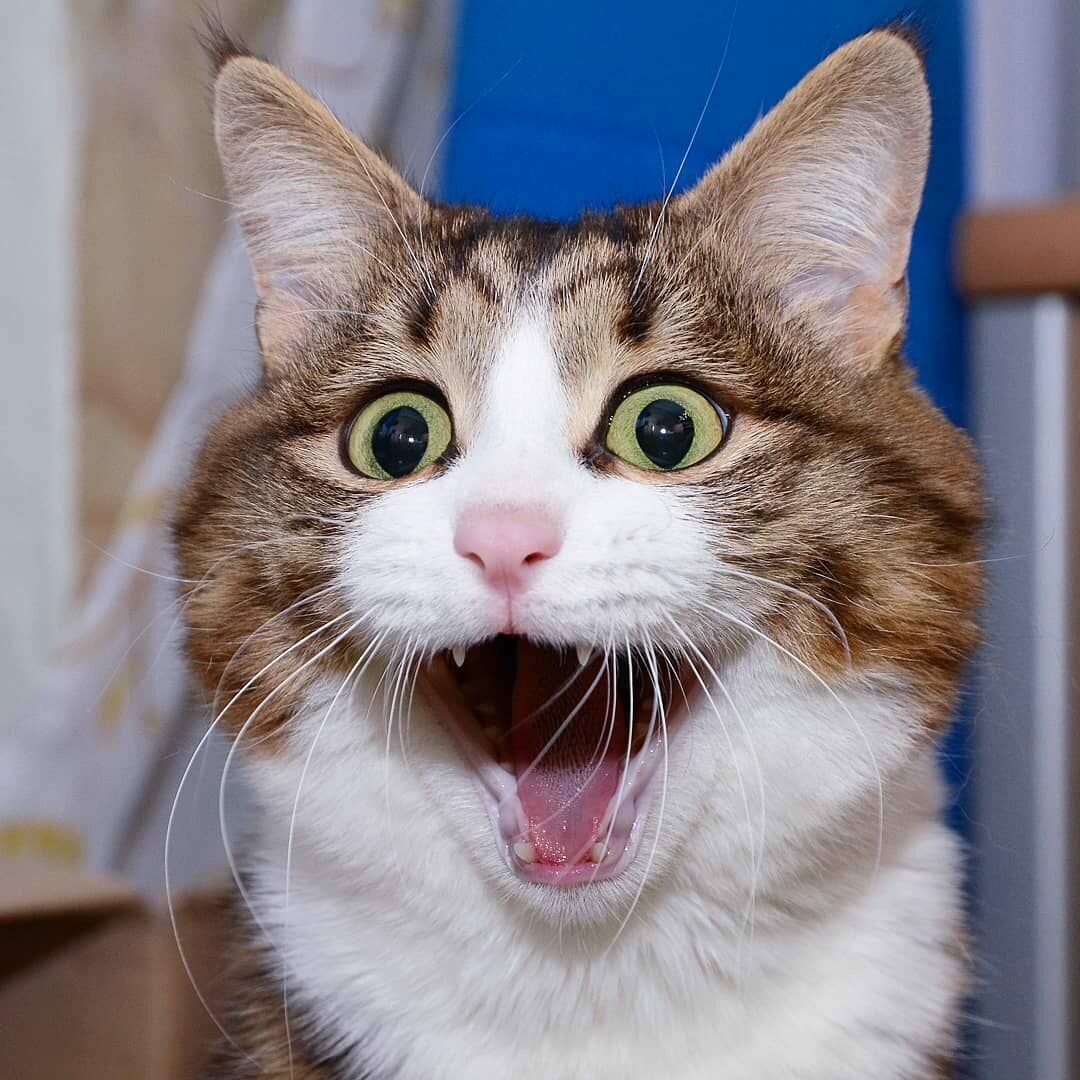 смешные фото животных кошек
