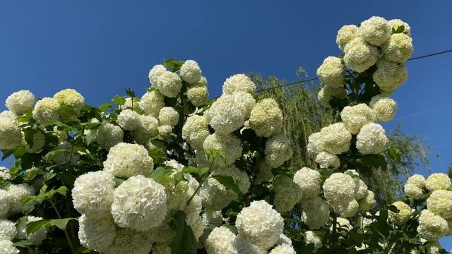 Жених и невеста - Бульденеж и Спирея. На улицах нашего города / Сад Ворошиловой смотреть онлайн
