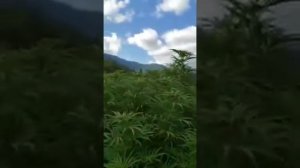 Воот какая она чуйская долина