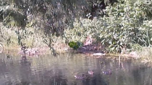 Любовь Перцюк. Я люблю этот Beregszasz смотреть онлайн