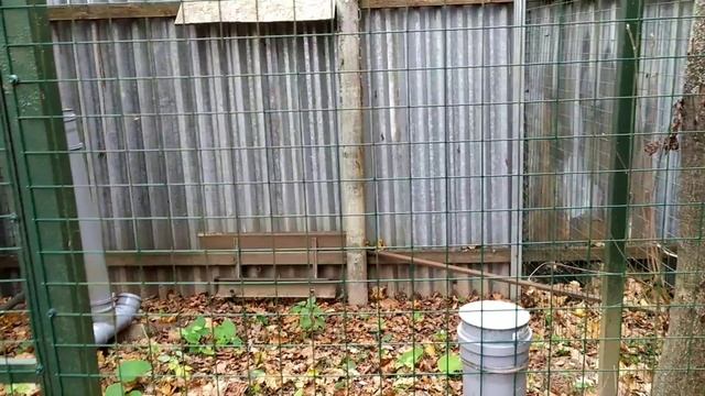 Остаемся на даче/целесообразно ли держать кур летом дачникам?...