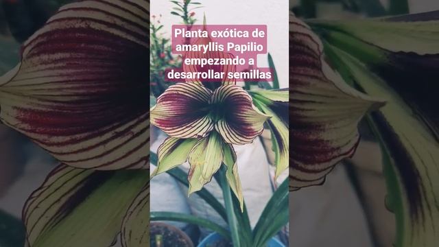 Planta exótica de #amaryllis #azucena #hippeastrum Papilio empezando a desarrollar semillas. #short