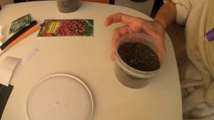 Камнеломка из семян//Когда сеять камнеломку