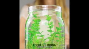 Аквариум в банке