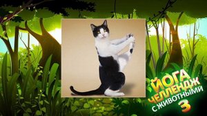 ЙОГА ЧЕЛЛЕНДЖ С ЖИВОТНЫМИ! Кристина Мацкевич повторяет ЙОГА ПОЗЫ! Шоу балет "Культурная революция"