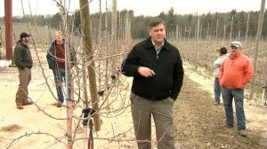 Обрезка яблони сорта Ханейкрисп в интенсивном саду. Формировка "Высокое веретено", Теренс Робинсон