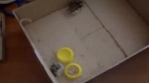 Хомяки дерутся