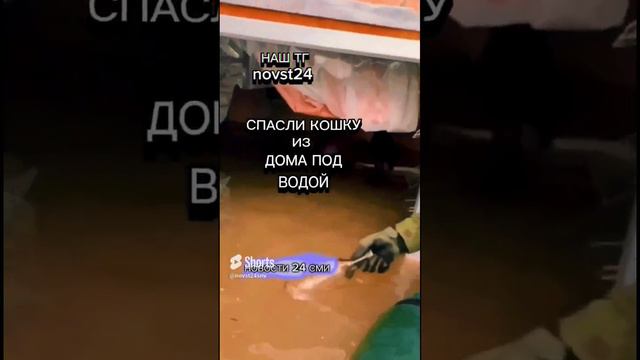 СПАСЛИ БЕДНОГО КОТЁНКА ИЗ ЗАТОПЛЕННОГО ДОМА #новости #новости24 #новостисегодня #котик #кошка #кот