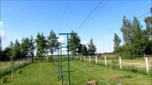 Двухплоскостная шпалера для винограда