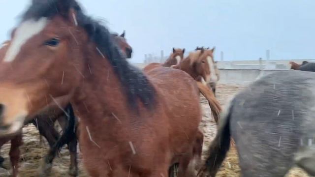 Откорм лошадей#зерновой откорм#лошадиалтая#лошадиказахстана смотреть онлайн