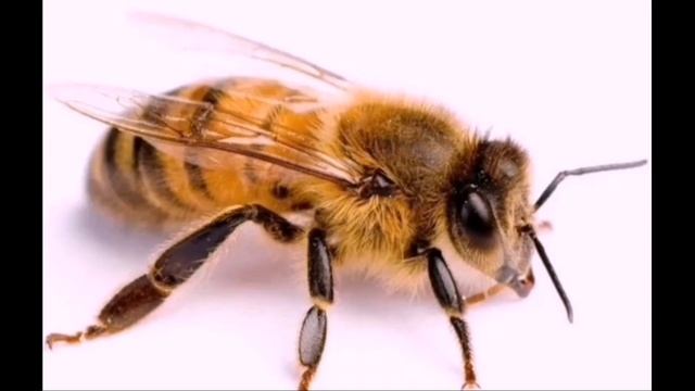 ЖУ-ЖУ-ЖУ с ПЧЁЛКОЙ я ДРУЖУ // ЧАСОВАЯ ВЕРСИЯ смотреть онлайн