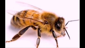 ЖУ-ЖУ-ЖУ с ПЧЁЛКОЙ я ДРУЖУ // ЧАСОВАЯ ВЕРСИЯ