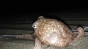 Кудрявые осьминоги выползли на сушу в Уэльсе