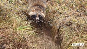 Енот Витас против Волка