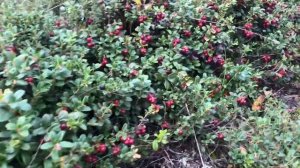 Сбор брусники 15.09.2021-3 (Пасторское оз. или чуть дальше)