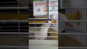 Гулии! Смеющиеся горлицы домашние (позитивчик!)