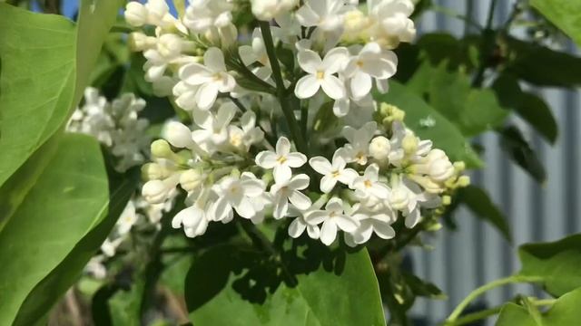 ПОДМОСКОВЬЕ. ДАЧА В ЦВЕТУ смотреть онлайн