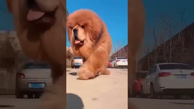 Самые большие собаки в мире. Тибетский мастиф. Красивая собака. Удивительные животные планеты земля.