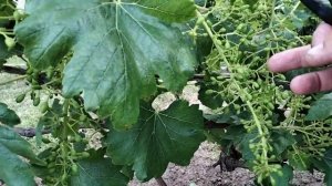 Басанти - результат опыления. Нормировка винограда урожаем.