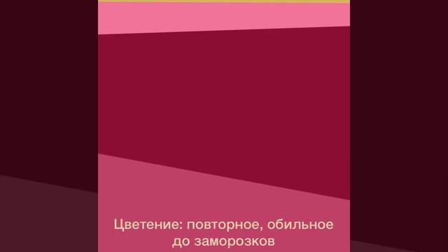 Английская роза Тесс оф зе Д’эрбервилль смотреть онлайн