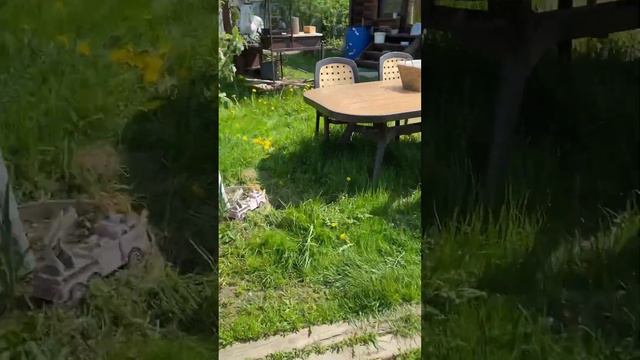 Видео для авито. Неликвид туи. #мойсад #саженцы #черенки #садовод #моядача