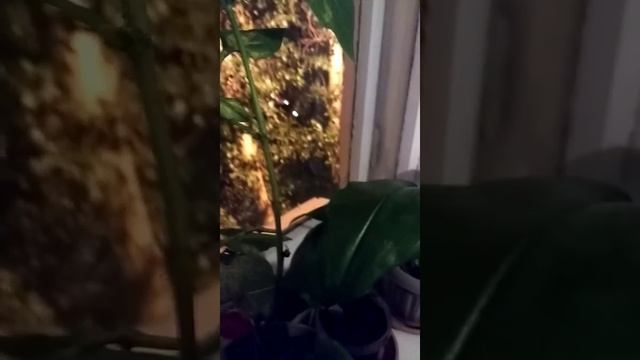 Ягода паслён смотреть онлайн