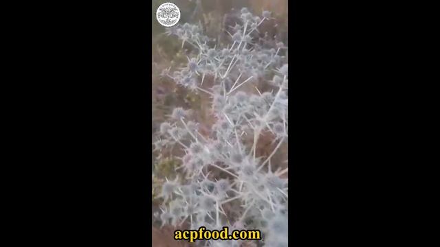 High Quality Bulk Eryngo for Sale. Eryngium maritimum and Eryngium planum Wholesaler and Supplier. смотреть онлайн