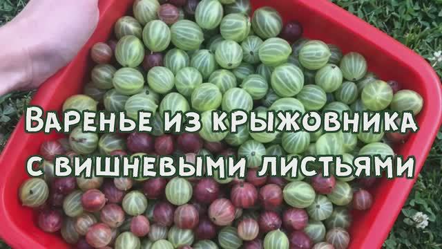 ВАРЕНЬЕ ИЗ КРЫЖОВНИКА С ВИШНЕВЫМИ ЛИСТЬЯМИ | Заготовки на зиму своими руками