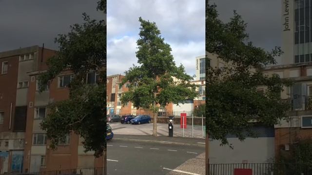 Common Alder (Alnus glutinosa) - tree - July 2018