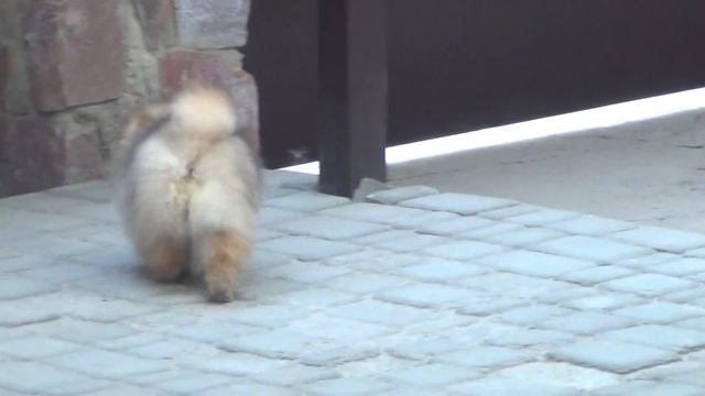 померанский шпиц девочка