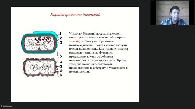 Онлайн-школа СПбГУ 2022/2023. 7 класс. Биология. 15.10.2022 смотреть онлайн