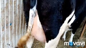 ?Отел коровы! Как избежать Порез или как его лечить?