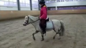 Продается аппалуза пони