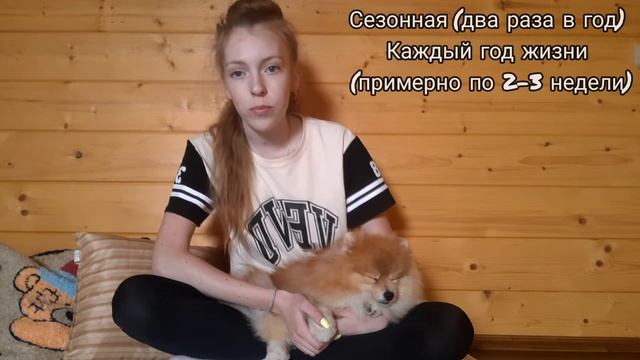 |?МИФЫ О ШПИЦАХ?||?ОТВЕТ НА ПОПУЛЯРНЫЕ ВОПРОСЫ||?ПОМЕРАНСКИЙ ШПИЦ|
