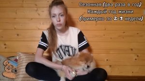 |?МИФЫ О ШПИЦАХ?||?ОТВЕТ НА ПОПУЛЯРНЫЕ ВОПРОСЫ||?ПОМЕРАНСКИЙ ШПИЦ|