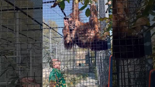 Олег Зубков отбивает свой тапок у Даны! смотреть онлайн