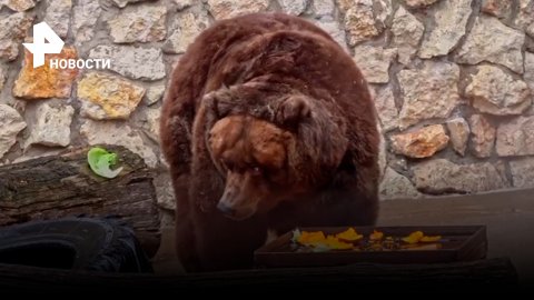 В Московском зоопарке впервые за весну вышли медведи / РЕН Новости