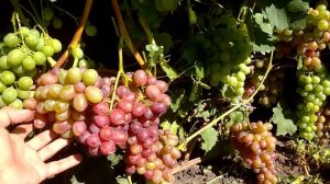 Когда прекращать полив винограда ?  Обзор кустов. Последний полив перед созреванием.