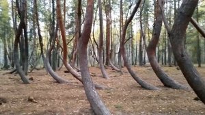 "ПЬЯНЫЙ ЛЕС", уникальный памятник природы. Рязанская обл., Шиловский район, д. Тырново. 30.09.2021г