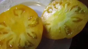 Томат Алтайский оранжевый.