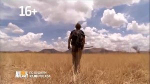 Анонсы, реклама, заставки и рубрика "Американская жесткошёрстная" (Animal Planet, 23.12.2018)