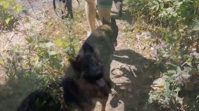 О Немецкой овчарке.German shephard