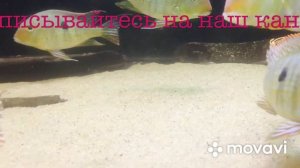 Геофагус Тапажос ( красноголовый)