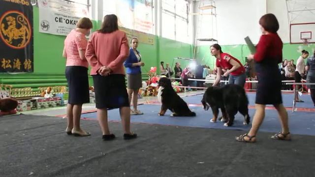 Бернский зенненхунд. Выставка 26.04.2015. Суки юниорки, кобель,сука промежуток. Сраснение на ЛПП смотреть онлайн