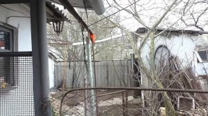 Кем бы я хотела быть? КОТОМ  или ХОМЯКОМ? / Фикс прайс оригинал или подделка? / Easy Rose