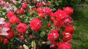 Розы Тантау на даче. Неприхотливые, обильно цветущие розы.