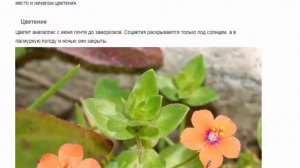 Анагаллис Красивые растения для дома и сада