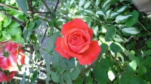 Шейх Фарид ад-Дин Аттар. Тазкират ал-аулийа #Хазрат Абу Мухаммад Джарири