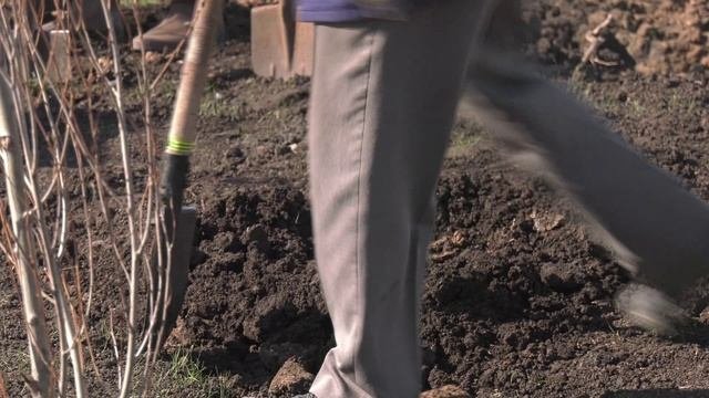 В Куйбышевском районе Самары высадили аллею пирамидальных тополей